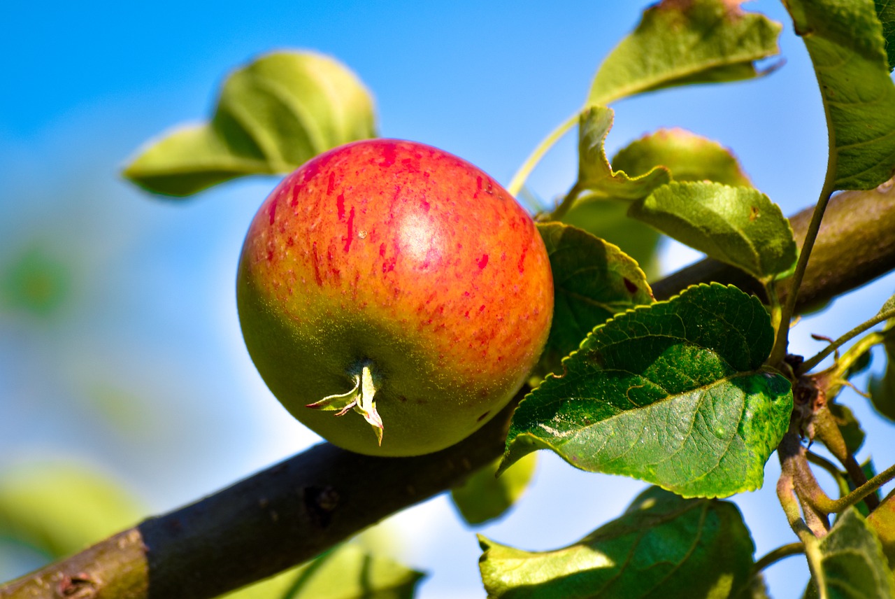 agriculture, apple juice, apple pie-4753457.jpg